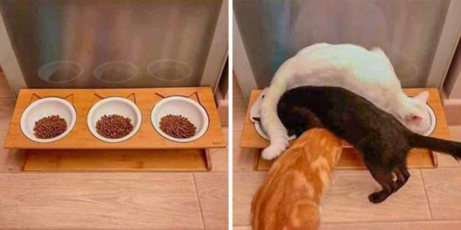 Comidas que n&atilde;o devem ser oferecida aos felinos