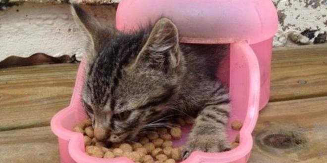 T&ecirc;m mais ossos que um humano