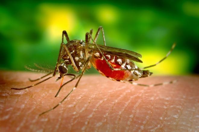 Dengue, chikungunya, zika e febre amarela