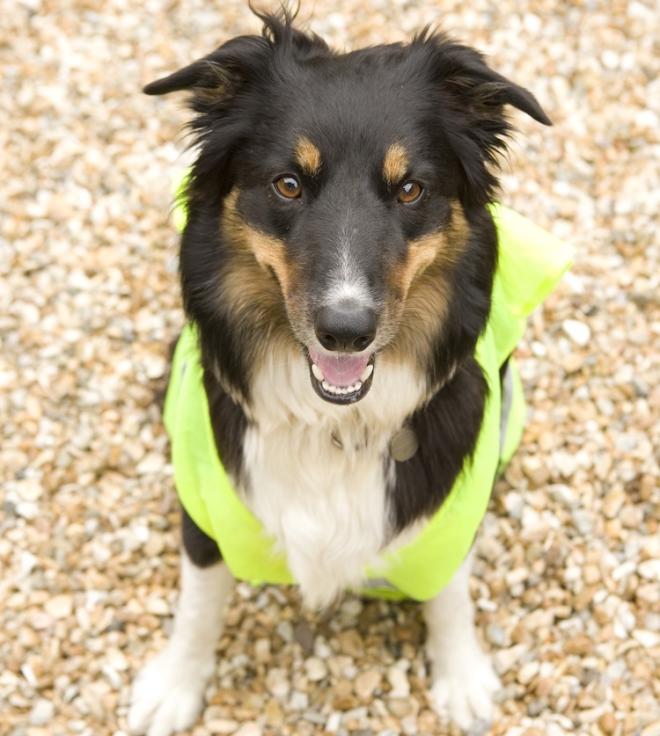 Halte &agrave; la hausse des croquettes