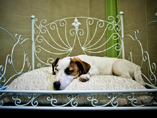 Restringir o nome de pets