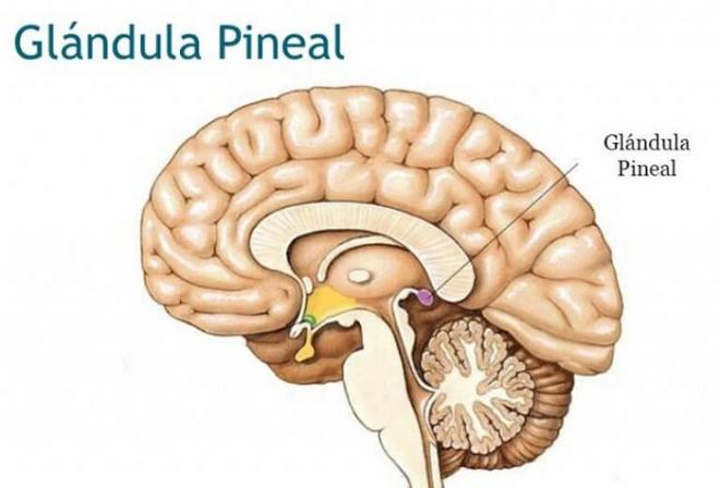 A gl&acirc;ndula pineal