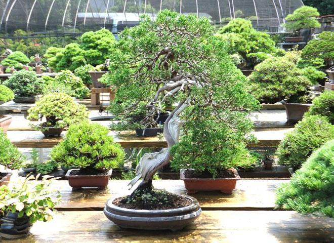 Condi&ccedil;&otilde;es para o cultivo