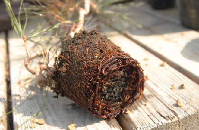 Preparo da muda para o plantio