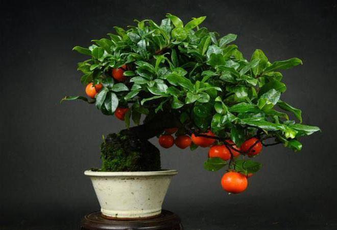 Nutri&ccedil;&atilde;o vegetal