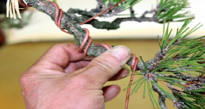 Arama&ccedil;&atilde;o do Bonsai