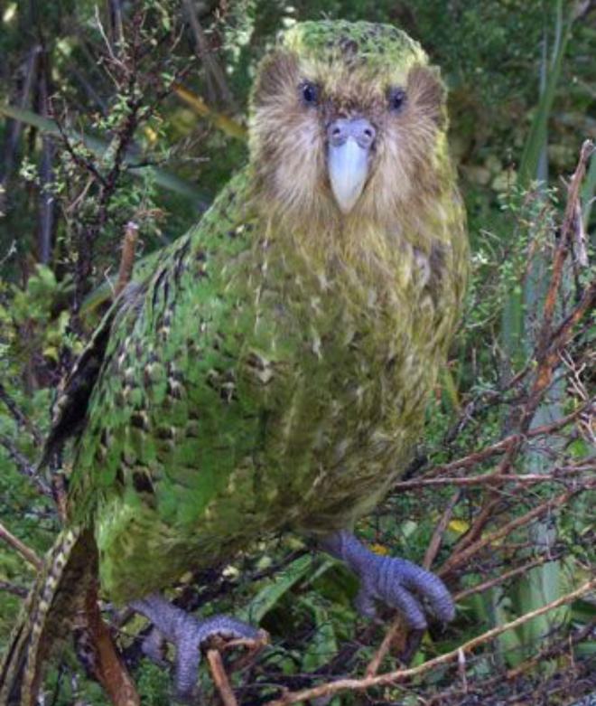 Bizarre Kakapo