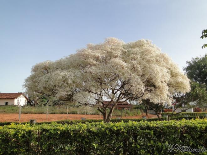 Noivinha: Euphorbia leucocephala.