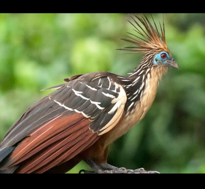 Fearsome Hoatzin