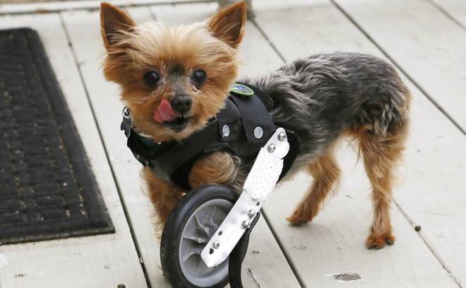 O c&atilde;ozinho Hope