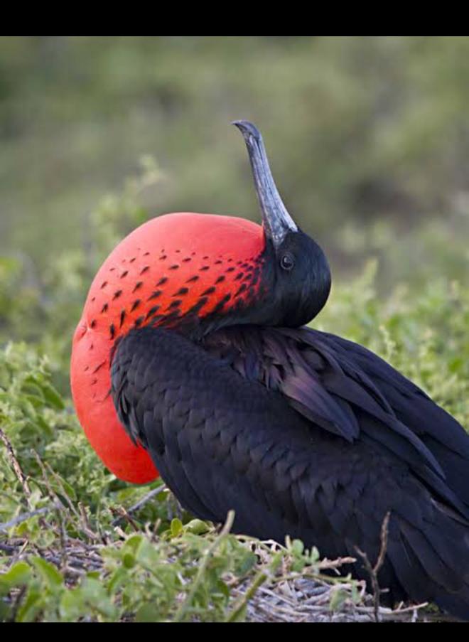 Magnificent Frigatebird