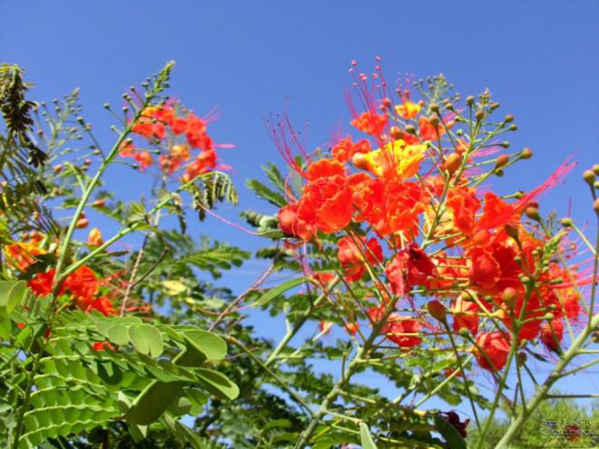 Flanboyant Mirim (Caesalpinia pulcherrima)