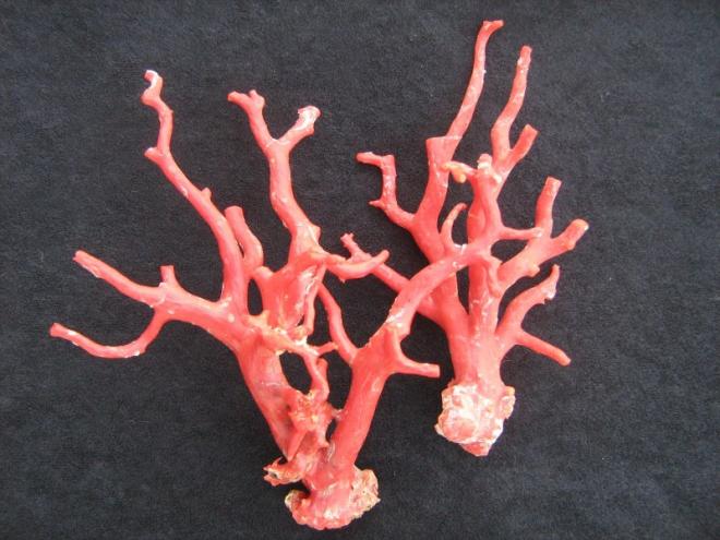 Rosso corallo, il colore moda in tutte le sue declinazioni, in armonia con il giallo ed il verde, mix fra rosa e arancione, energia pacata