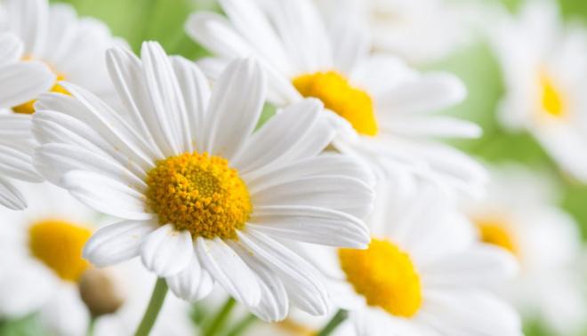 Camomilla per contrastare i disturbi della nausea