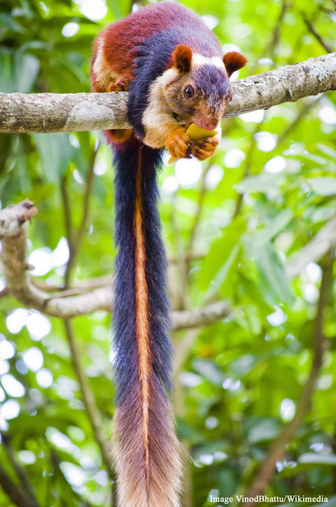 Malabar Giant Squirrel - Bhimashankar Wildlife Sanctuary, India