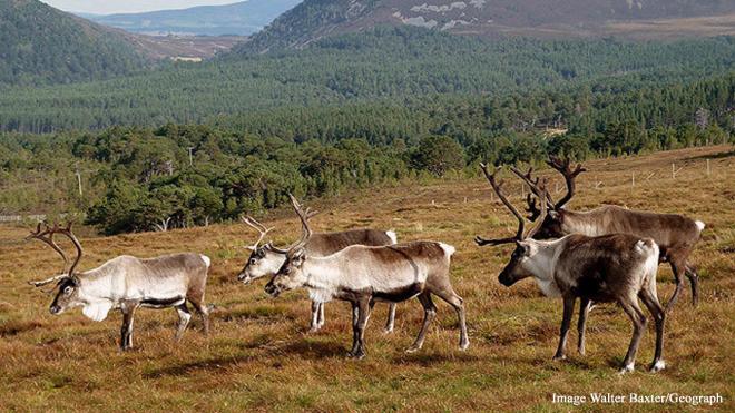 Cairngorm Reindeer Centre, Reindeer House, Highland, Scotland, UK