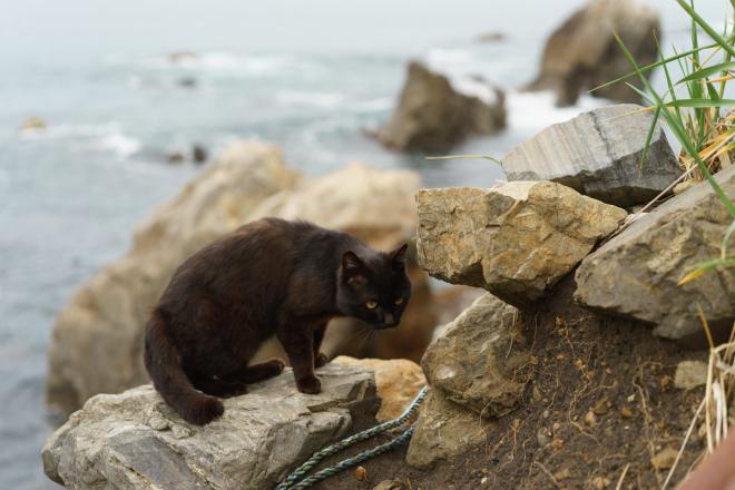 Cat Island - Tashirojima, Ishinomaki, Japan