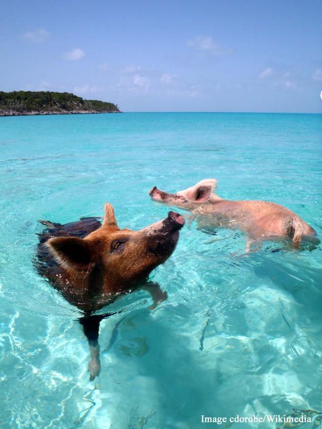 Pig Beach - Big Major Cay, Bahamas