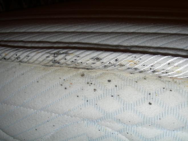 Elimina las chinches y los &aacute;caros de tu colch&oacute;n 