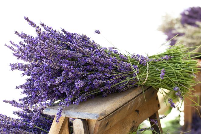 Lavanda ou Alfazema
