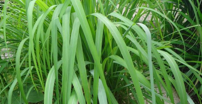 &Oacute;leo de Citronela