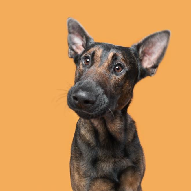 Atento a tudo o que acontece