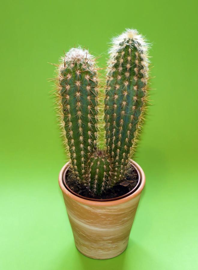 Conoscenza generica e regalo sempre gradito