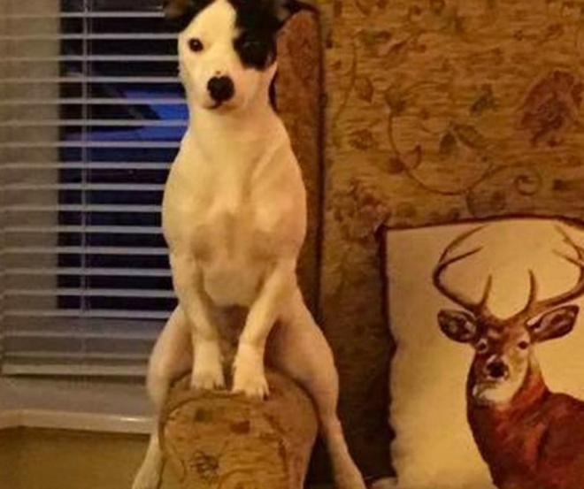 C&atilde;o sentado no sof&aacute;