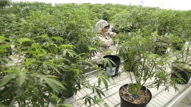 Canad&aacute; torna legal comercializa&ccedil;&atilde;o da maconha 