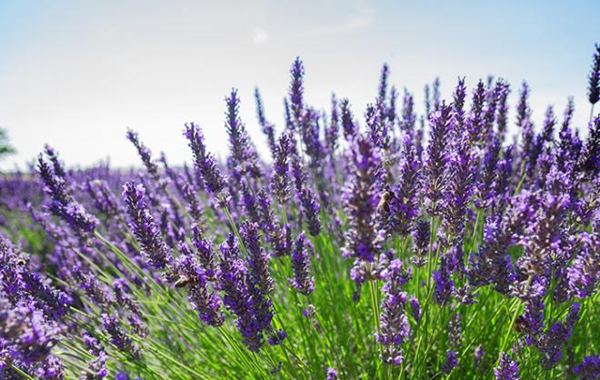 Otro que tiene nombre de planta