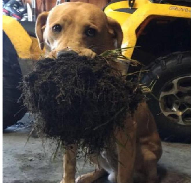 Uma flor para voc&ecirc;