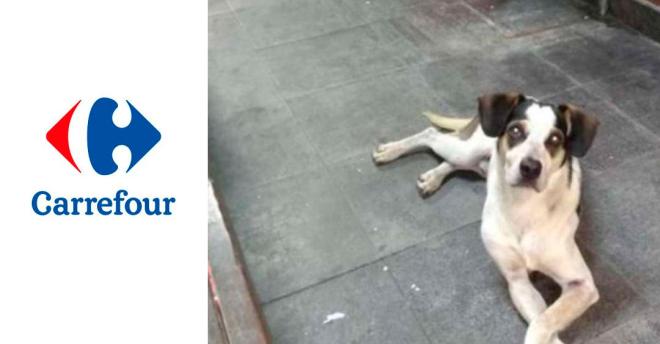 Cr&iacute;ticas ao epis&oacute;dio da morte do cachorro no Carrefour