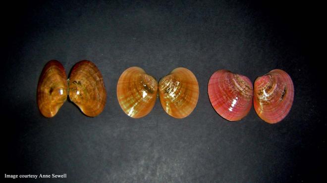 Clam shells on the beach