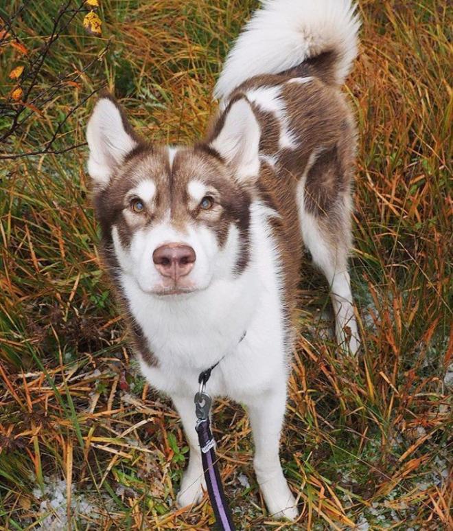C&atilde;o da Groenl&acirc;ndia