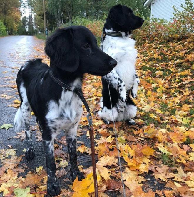 Ra&ccedil;a Stabihum 