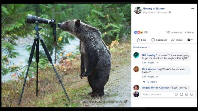 Bear lines up a shot