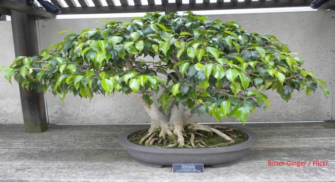 Weeping fig 