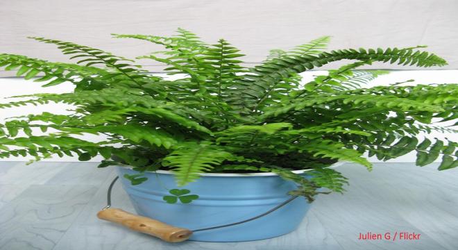 Boston fern 