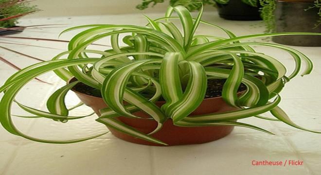 Spider plant 
