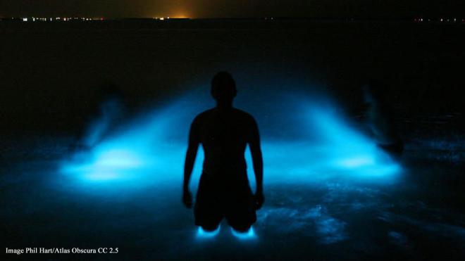 Gippsland Lakes bioluminescence - Raymond Island, Australia