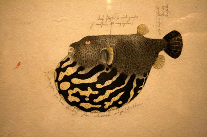 Pesce Palla