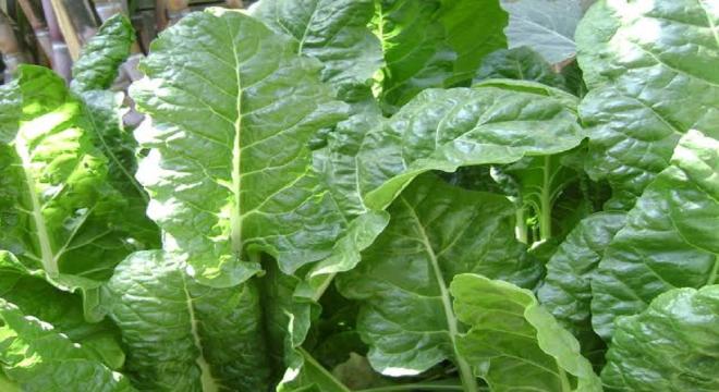Spinach, green leafy vegetable