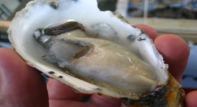 Oyster, slimy but tasty mollusc