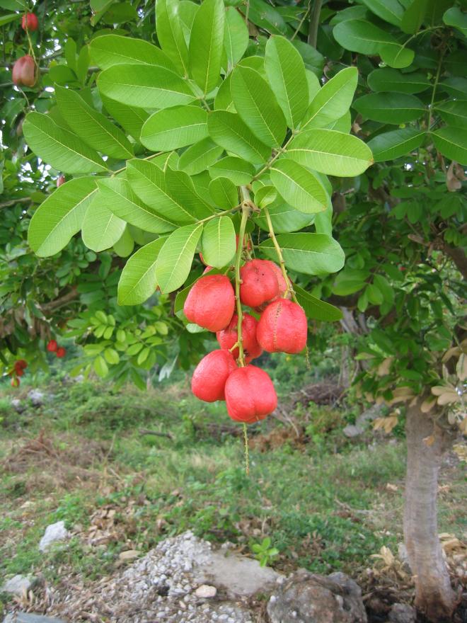 Ackee Jamaicano