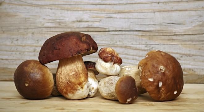 Funghi porcini