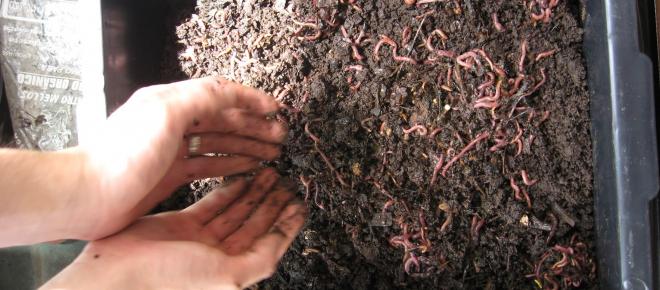 As minhocas na compostagem