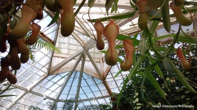 San Francisco Conservatory of Flowers - 100 John F Kennedy Drive, Golden Gate Park, San Francisco, California, USA