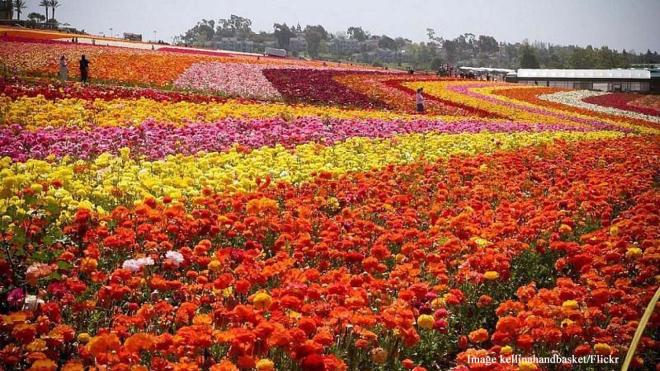 Carlsbad Flower Fields - 5704 Paseo Del Norte Carlsbad, California