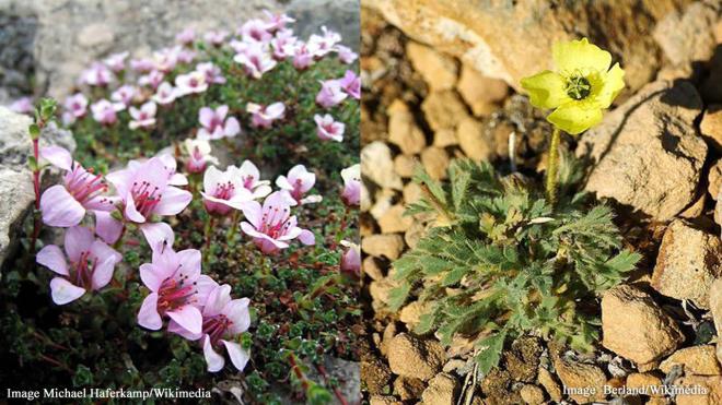 The Flowers of Kaffeklubben Island, Greenland