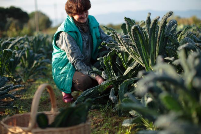 La semina e la raccolta
